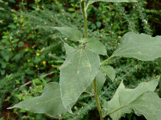 {Helianthus annuus}